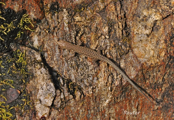 Mauereidechse (Podarcis muralis)